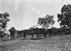 Macumba horses