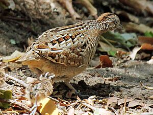 Madagascar Buttonquail RWD.jpg