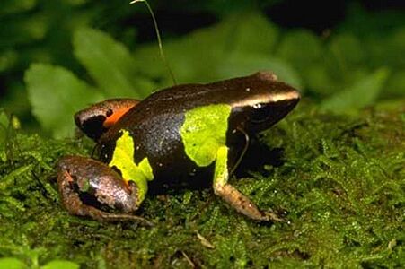 Mantella pulchra01