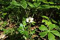 Mayapple flower 1