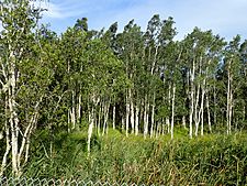 Melaleuca quinquenervia forest