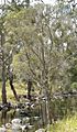 Melaleuca tree