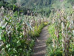 Milpa in Quiche Guatemala