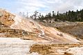 Minerva Terrace-Yellowstone