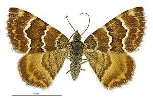 Notoreas niphocrena female.jpg