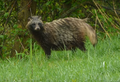 Nyctereutes procyonoides - Raccoon Dog - Jenot.png