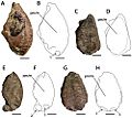 Ornithocheirus CAMSM 54429