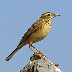 Paddyfield pipit (Anthus rufulus rufulus).jpg