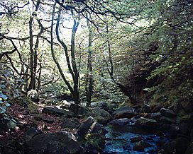 Padley Gorge 09-07-05.jpg