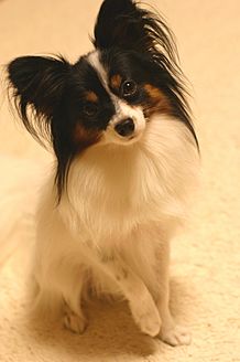 Papillon sitting Flickr