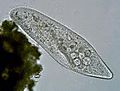 Paramecium caudatum Ehrenberg, 1833