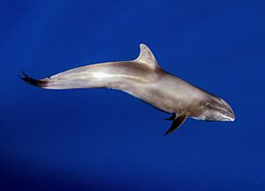 Peponocephala electra Mayotte