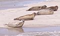 Phoca vitulina Terschelling