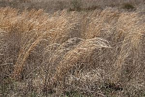 Prairie grass