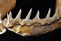 Prionace glauca lower teeth