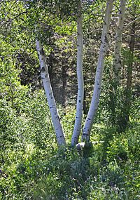 Quaking aspen Populus tremuloides trio.jpg