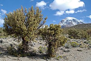 Quenua trees