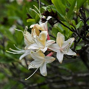 Rhododendron occidentale Yosemite.jpg