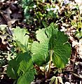 Sanguinaria.canadensis(02)