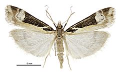 Scoparia s.l. trapezophora female.jpg