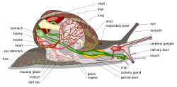 Snail diagram-en edit1