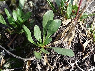 Solidago spathulata 52741668