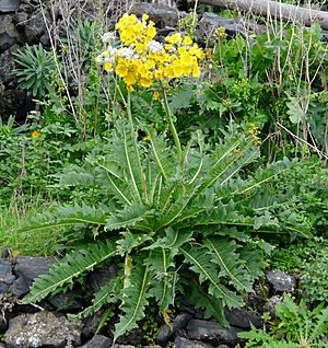 Sonchus acaulis.JPG