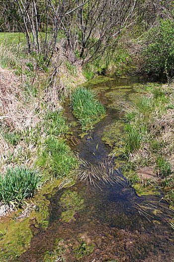 Spring Run looking upstream.jpg