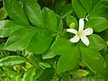 Starr 061105-9627 Murraya paniculata