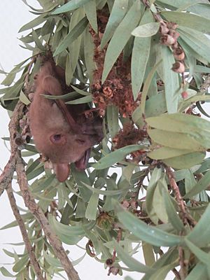 Syconycteris australis.jpg