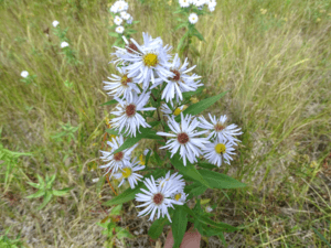 Symphyotrichum firmum thunder bay.png