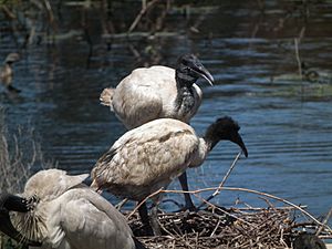 Threskiornis molucca -Coolart Wetlands, Mornington Peninsula, Australia -juveniles -nest-8 (1)