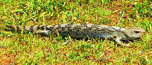 Tiliqua nigrolutea-1