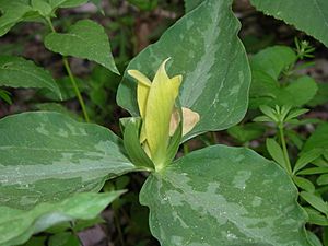 Trillium luteum 2.jpg