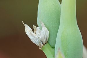 Tuberose seeds