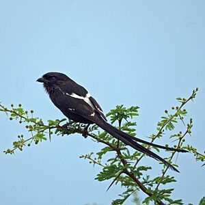 Urolestes melanoleucus -Limpopo, South Africa-8.jpg