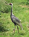 White-naped crane arp