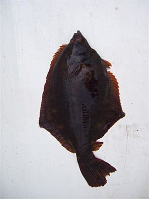 Winter flounder.jpg