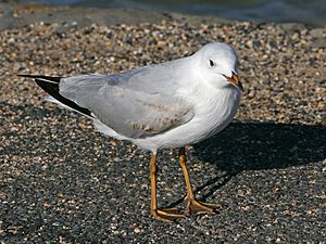 Yellow legged seagull