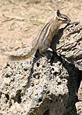 Yellow pine chipmunk ODFW Oregon.JPG