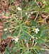 தைவேளைCleome gynandra 1.jpg