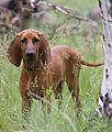 23c92fa46639529f64d8a343faf7004f--national-dog-show-redbone-coonhound