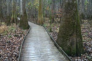 A548, Congaree National Park, South Carolina, USA, 2012