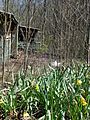 Abandoned-Cabin-2-Elkmont