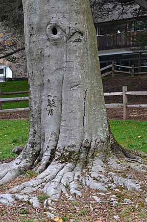 American Beech Fagus grandilolia Trunk