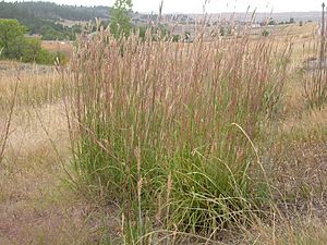 Andropogon gerardii (3904160434).jpg