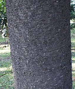 Araucaria cunninghamii bark