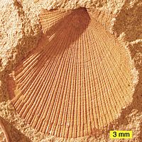 Aviculopecten subcardiformis01