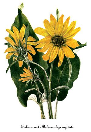 Balsamorhiza sagittata, by Mary Vaux Walcott