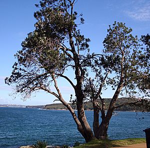 Banksia integrifolia integrifolia Manly2 email